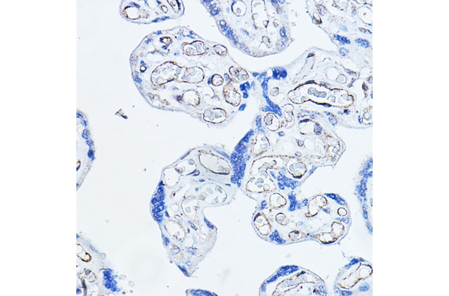 Immunohistochemistry - Anti-CD34 Antibody (A11191) - Antibodies.com