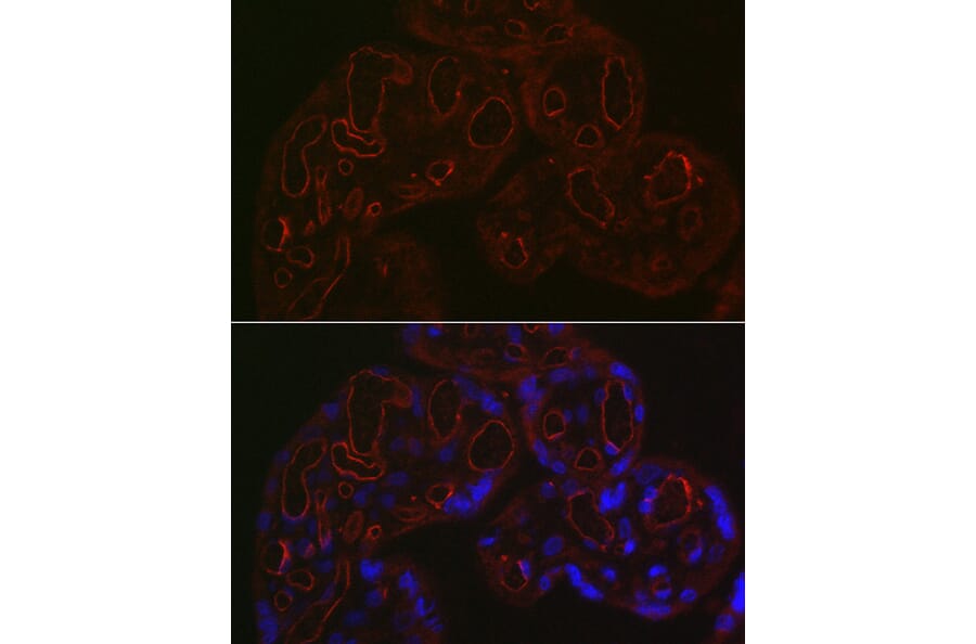 Immunofluorescence - Anti-CD34 Antibody (A11191) - Antibodies.com