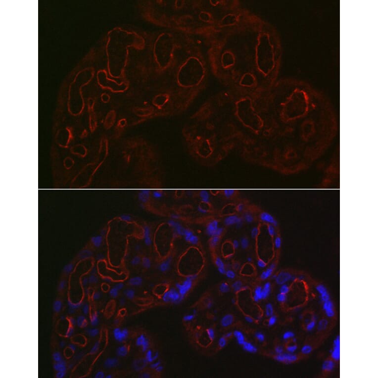 Immunofluorescence - Anti-CD34 Antibody (A11191) - Antibodies.com