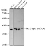 Western Blot - Anti-cAMP Protein Kinase Catalytic subunit alpha Antibody (A11194) - Antibodies.com