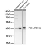 Western Blot - Anti-PDK1 Antibody (A11200) - Antibodies.com