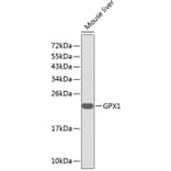 Western Blot - Anti-GPX1 Antibody (A0873) - Antibodies.com