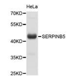 Western Blot - Anti-SERPINB5 Antibody (A0882) - Antibodies.com