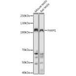 Western Blot - Anti-PARP1 Antibody (A11205) - Antibodies.com