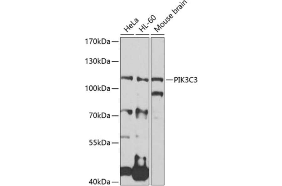 Western Blot - Anti-PIK3C3 Antibody (A0952) - Antibodies.com