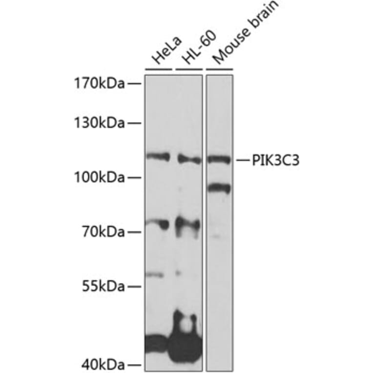 Western Blot - Anti-PIK3C3 Antibody (A0952) - Antibodies.com