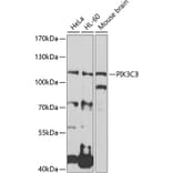 Western Blot - Anti-PIK3C3 Antibody (A0952) - Antibodies.com