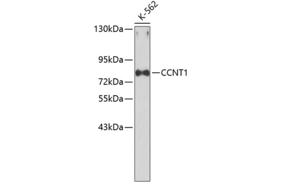 Western Blot - Anti-CCNT1 Antibody (A0961) - Antibodies.com