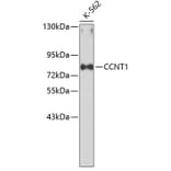 Western Blot - Anti-CCNT1 Antibody (A0961) - Antibodies.com