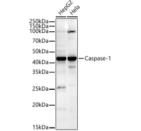 Immunofluorescence - Anti-Caspase-1 Antibody (A11209) - Antibodies.com