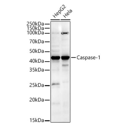 Immunofluorescence - Anti-Caspase-1 Antibody (A11209) - Antibodies.com
