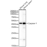 Immunofluorescence - Anti-Caspase-1 Antibody (A11209) - Antibodies.com