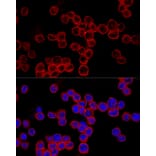 Immunofluorescence - Anti-Caspase-1 Antibody (A11209) - Antibodies.com