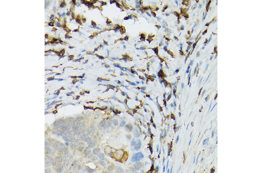 Immunohistochemistry - Anti-TIL/TLR1 Antibody (A11211) - Antibodies.com