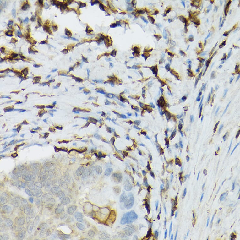 Immunohistochemistry - Anti-TIL/TLR1 Antibody (A11211) - Antibodies.com