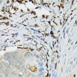 Immunohistochemistry - Anti-TIL/TLR1 Antibody (A11211) - Antibodies.com