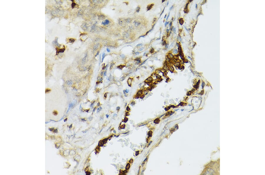 Immunohistochemistry - Anti-TIL/TLR1 Antibody (A11211) - Antibodies.com