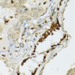 Immunohistochemistry - Anti-TIL/TLR1 Antibody (A11211) - Antibodies.com