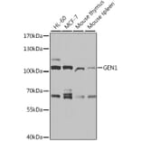 Western Blot - Anti-GEN1 Antibody (A11212) - Antibodies.com