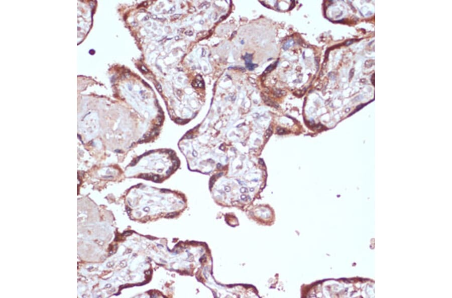 Immunohistochemistry - Anti-YAP1 Antibody (A11213) - Antibodies.com