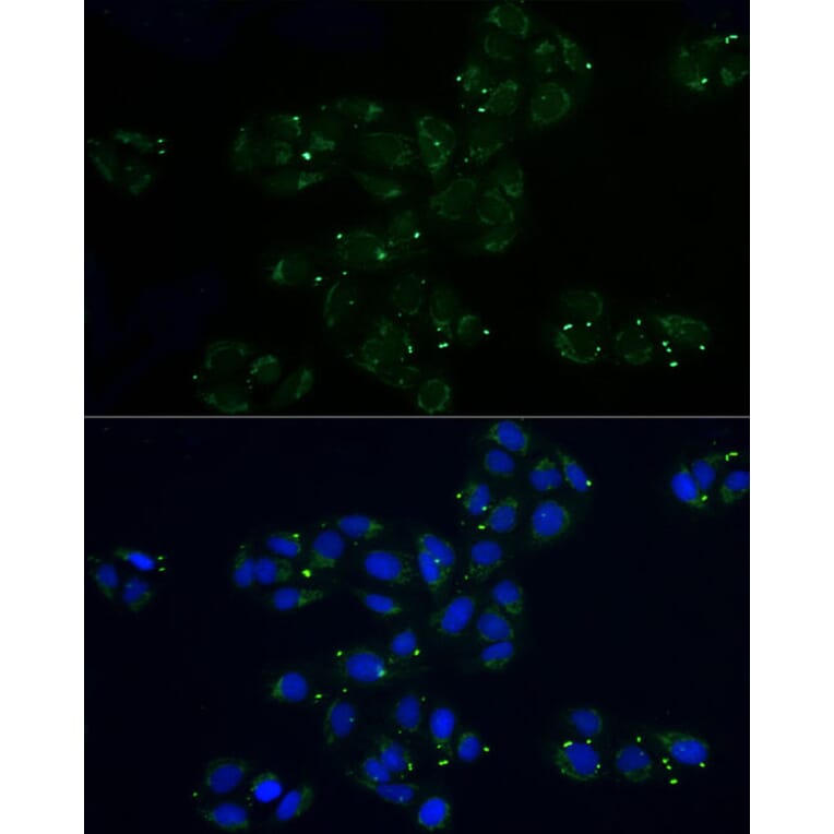 Immunofluorescence - Anti-MRPL32 Antibody (A11215) - Antibodies.com