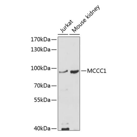 Western Blot - Anti-MCCC1 Antibody (A11216) - Antibodies.com