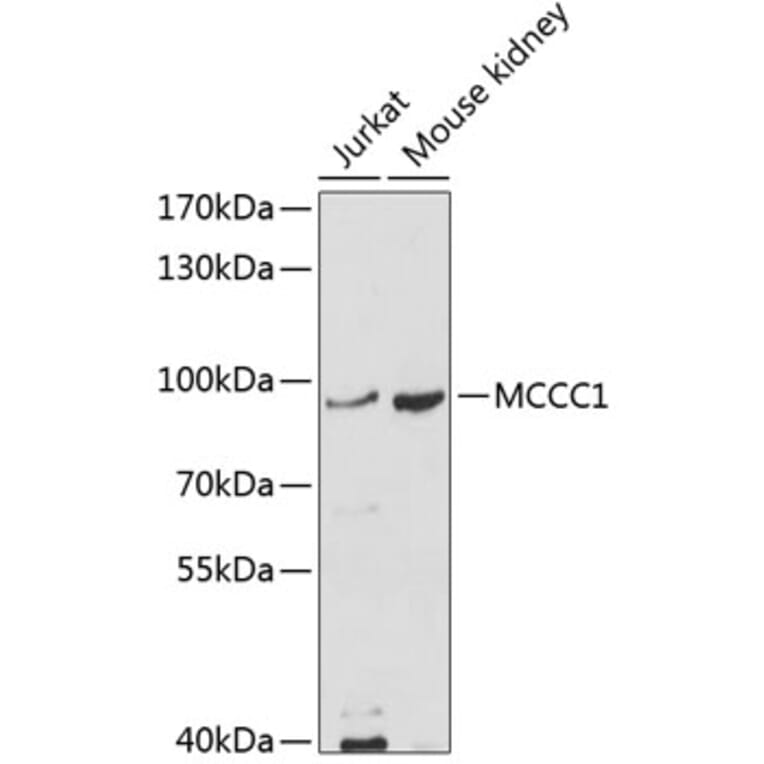 Western Blot - Anti-MCCC1 Antibody (A11216) - Antibodies.com