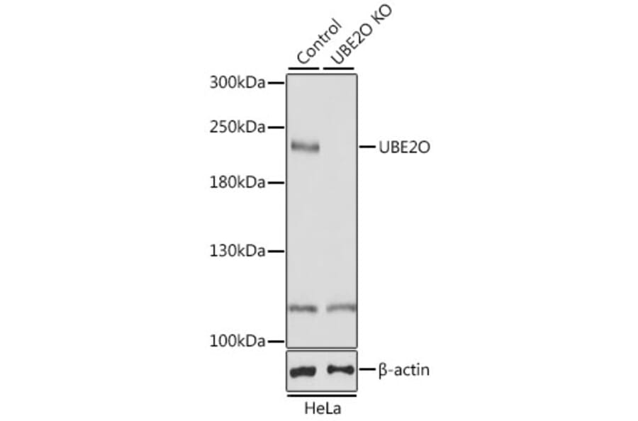 Western Blot - Anti-UBE2O Antibody (A11220) - Antibodies.com