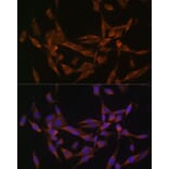 Immunofluorescence - Anti-UBE2O Antibody (A11220) - Antibodies.com