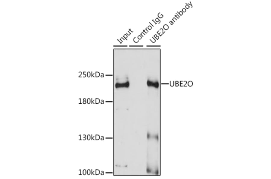 Western Blot - Anti-UBE2O Antibody (A11220) - Antibodies.com