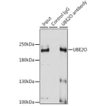 Western Blot - Anti-UBE2O Antibody (A11220) - Antibodies.com