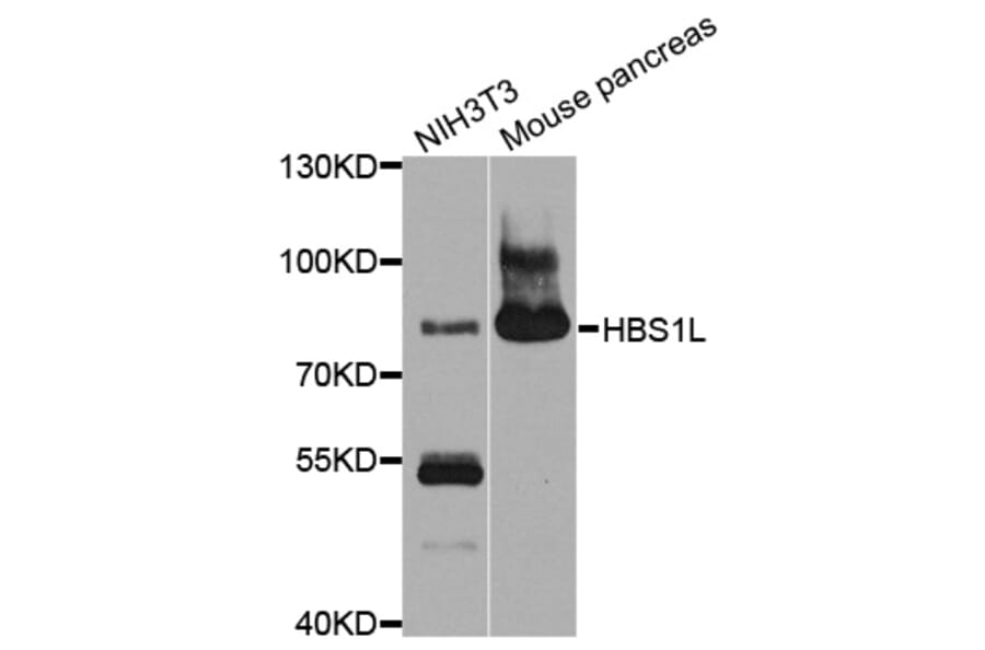 Western Blot - Anti-HBS1L Antibody (A10037) - Antibodies.com