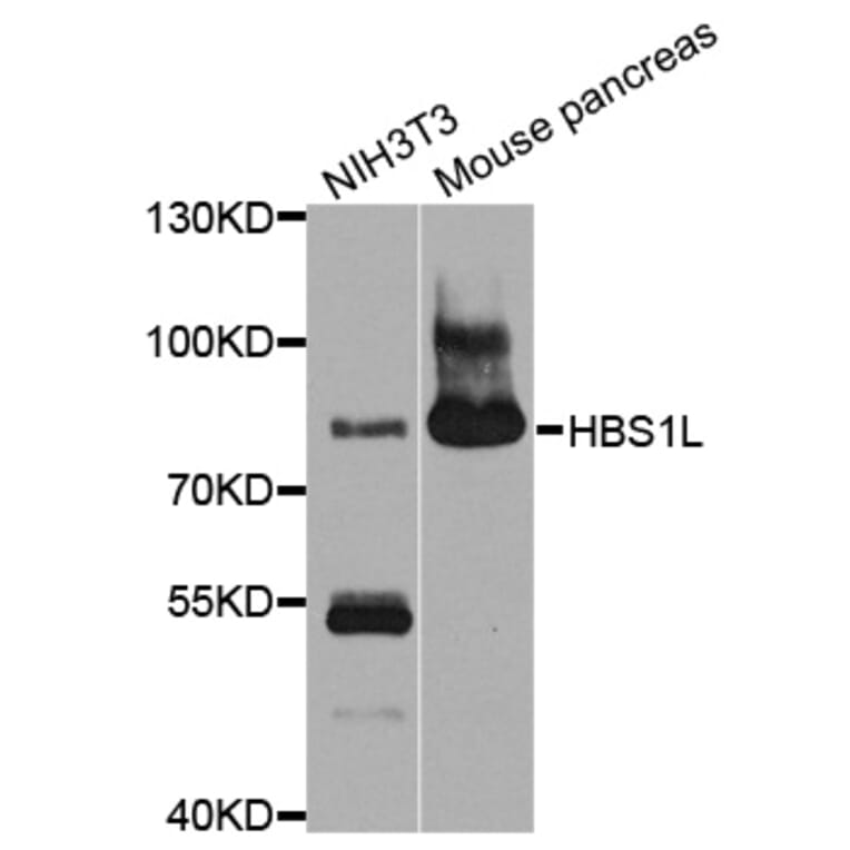 Western Blot - Anti-HBS1L Antibody (A10037) - Antibodies.com