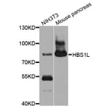 Western Blot - Anti-HBS1L Antibody (A10037) - Antibodies.com
