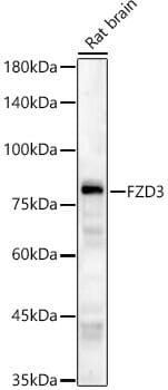 Western blot analysis of extracts of various cell lines, using Anti-FZD3 Antibody (A10063) at 1:1,000 dilution.
Secondary antibody: Goat Anti-Rabbit IgG (H+L) (HRP) (AS014) at 1:10,000 dilution.
Lysates / proteins: 25µg per lane.
Blocking buffer: 3% non-fat dry milk in TBST.
Detection: ECL Enhanced Kit (RM00021).
Exposure time: 90s.