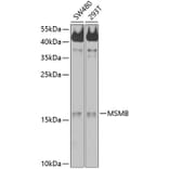 Western Blot - Anti-Prostate Secretory Protein/PSP Antibody (A11238) - Antibodies.com