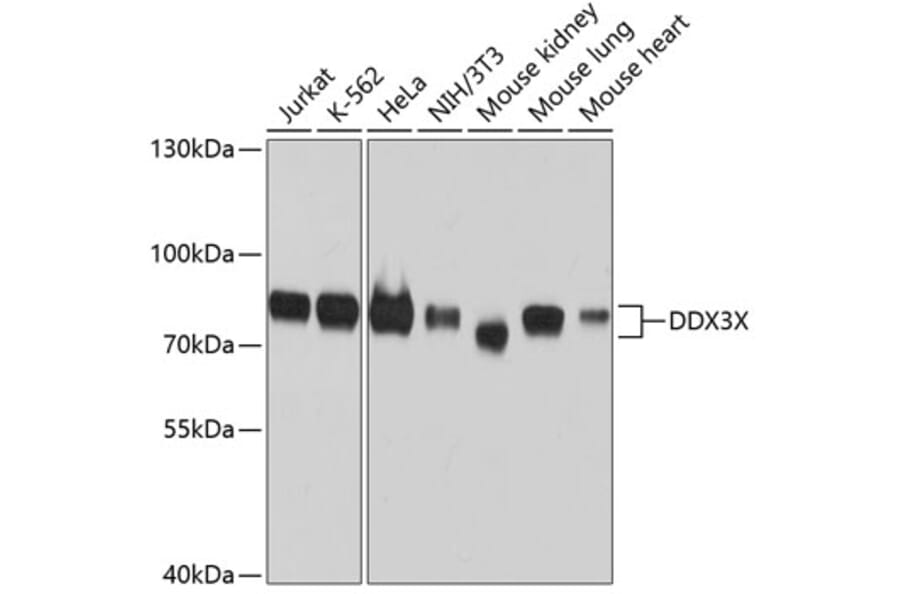 Western Blot - Anti-DDX3X Antibody (A10099) - Antibodies.com