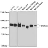 Western Blot - Anti-DDX3X Antibody (A10099) - Antibodies.com