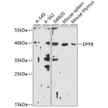 Western Blot - Anti-DFFB/CAD Antibody (A11243) - Antibodies.com
