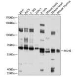 Western Blot - Anti-MSH5 Antibody (A10121) - Antibodies.com