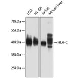 Western Blot - Anti-HLA-C Antibody (A11247) - Antibodies.com