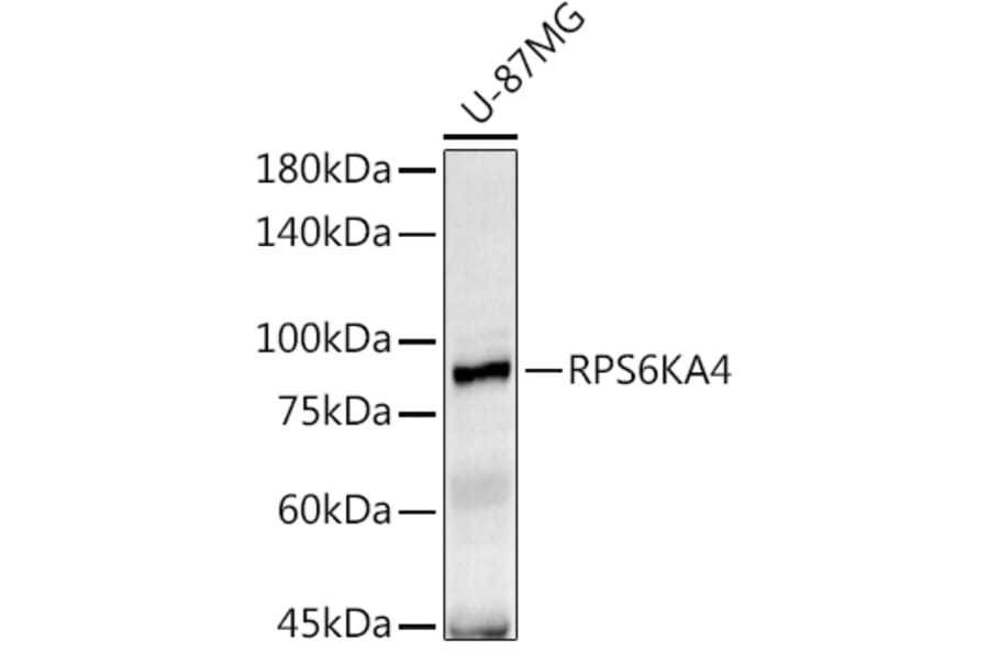 Western Blot - Anti-MSK2/RSK-B Antibody (A11248) - Antibodies.com