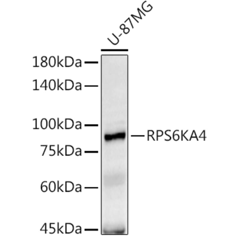 Western Blot - Anti-MSK2/RSK-B Antibody (A11248) - Antibodies.com