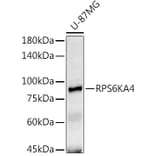 Western Blot - Anti-MSK2/RSK-B Antibody (A11248) - Antibodies.com