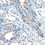 Immunohistochemistry - Anti-MSK2/RSK-B Antibody (A11248) - Antibodies.com