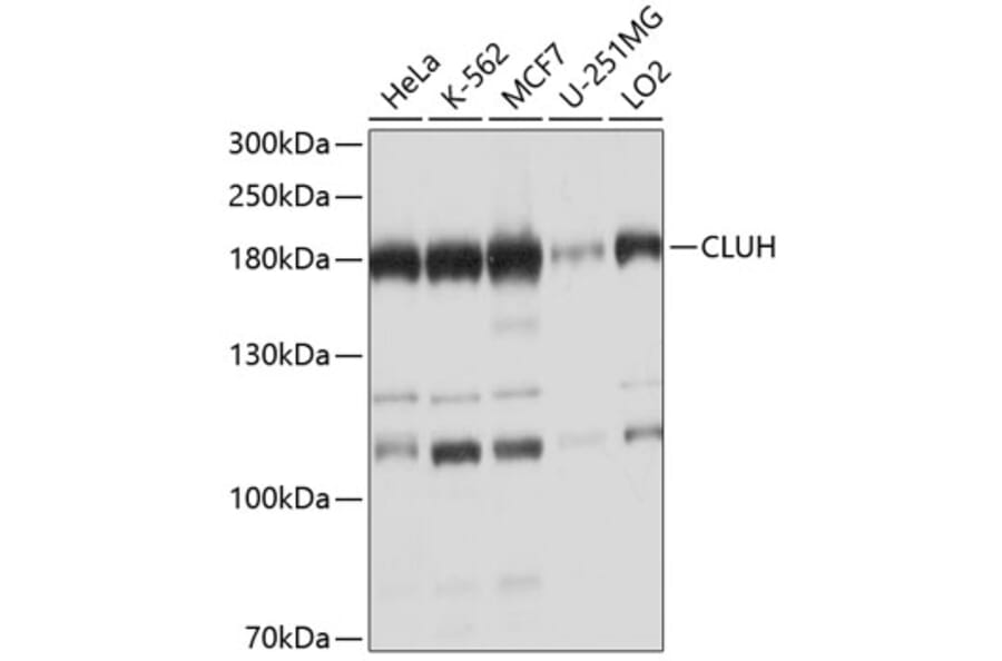 Western Blot - Anti-CLUH Antibody (A11250) - Antibodies.com