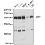 Western Blot - Anti-CLUH Antibody (A11250) - Antibodies.com