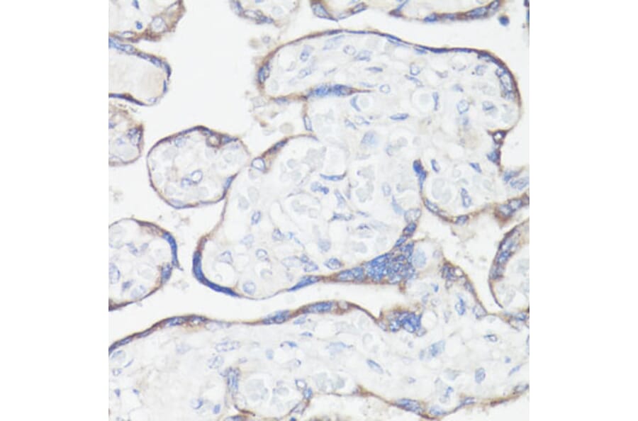Immunohistochemistry - Anti-CLUH Antibody (A11250) - Antibodies.com