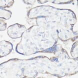 Immunohistochemistry - Anti-CLUH Antibody (A11250) - Antibodies.com