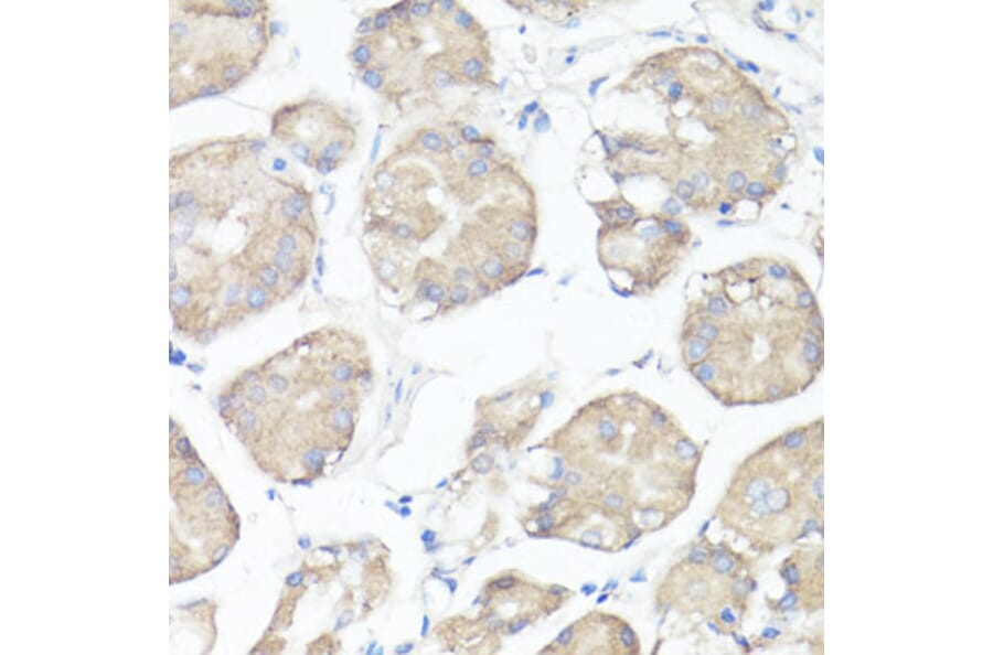 Immunohistochemistry - Anti-CLUH Antibody (A11250) - Antibodies.com